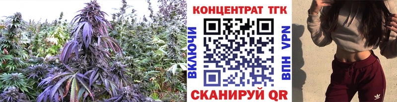 купить  цена  Воронеж  ТГК концентрат 